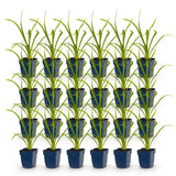 Green boutiQ - Vasteplant - Hemerocallis Summer Wine - Daglelie - Bijen en Vlinderlokkers - Paars - 24 Planten - Pot 11cm - Hoogte 15-25cm