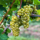 Green boutiQ - Fruitplant - Vitis vinifera Bianca - Druivenplant - Geent - Witte Druif - 2 Planten - Pot 15cm - Hoogte 50cm