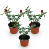 Green boutiQ - Tuin Roos - Rosa Rote The Fairy - Roos - Winterhard - Rood - 3 Planten - Pot 12cm - Hoogte Hoogte 20-25cm