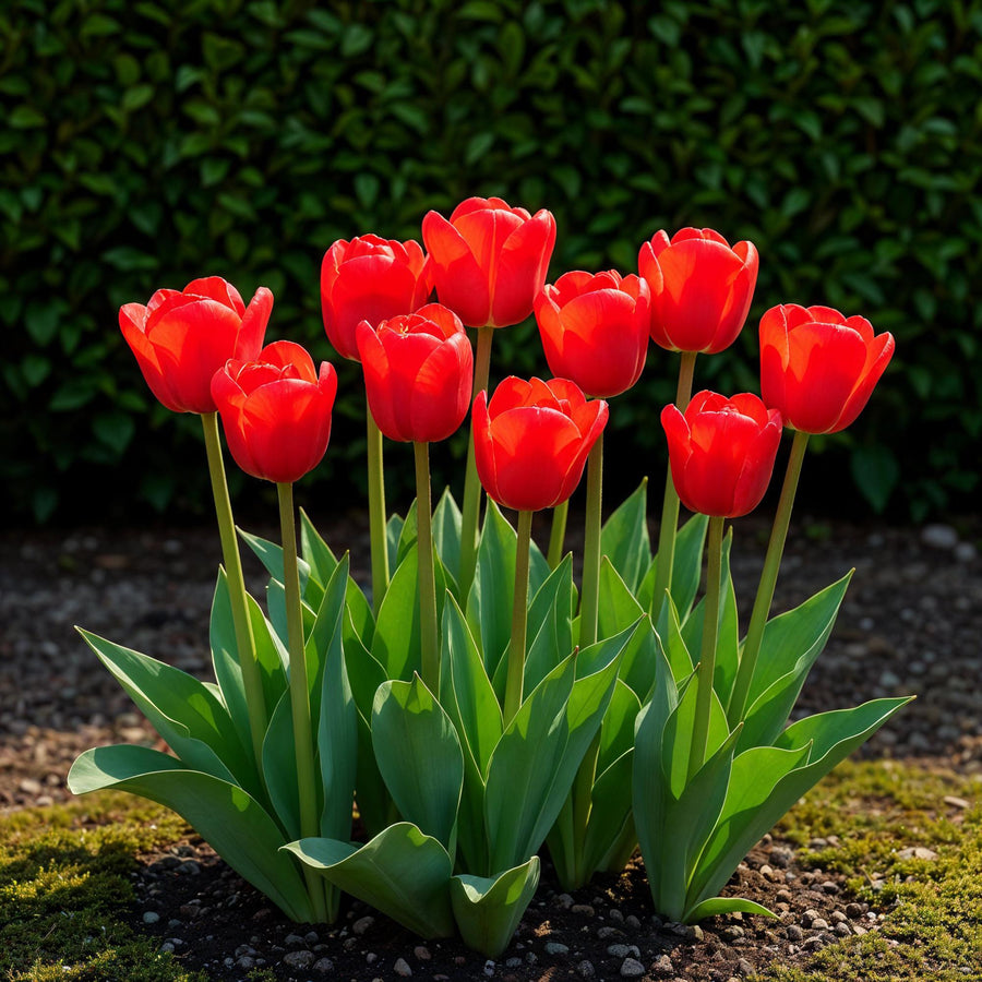 Tulpenbollen Triumph Red — rood, 15 stuks (bolmaat 11/12)