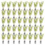 Green boutiQ - 40x Ligustrum ovalifolium Aureum - Bontbladige Liguster - Haagplanten - Groenblijvend - Bont - Pot 9cm - Hoogte 35-45cm