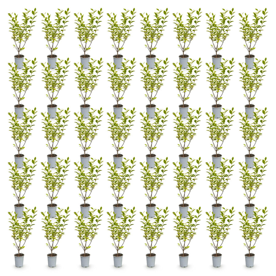 Ligustrum ovalifolium Aureum — Ligusterhaag, 40 stuks, 35-45 cm