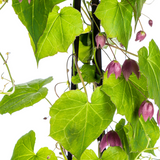 4x Rhodochiton Atrosanguineum Purple Bells Ø13 cm - ↕60 cm
