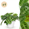 Green boutiQ - Kamerplant - Maranta Fascinator Kerchoveana - Zebraplant - Huisdiervriendelijke Plant - Groen - 4 Planten - met Potter Wit - Pot 12cm - Hoogte 25cm