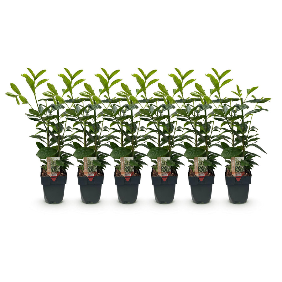 Prunus laurocerasus Novita — Laurierkershaag, 6 planten (1 strekkende meter), 50 cm