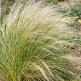 Green boutiQ - Grassen - Stipa tenuissima Ponytails - Vedergras - Groenblijvend - Groen - 24 Planten - Pot 11cm - Hoogte 15-25cm