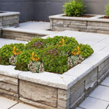 Green boutiQ - Bodembedekker - Winterhard - Sedum mat - Bestaat uit 10 soorten - X4 - Weinig Onderhoud - Lengte 50 Breedte 30