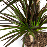 Dracaena Marginata Magenta met mand Ø24cm - ↕130 - 150cm