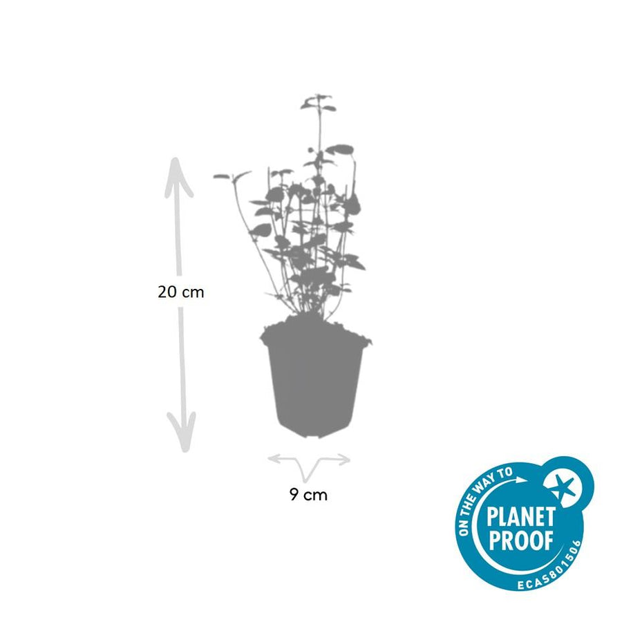 Agastache 'Black Adder' – 60 planten · pot Ø9 cm · 10-25 cm hoog (foto 3)