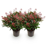 Green boutiQ - Terrasplant - Skimmia japonica Rubella - Bloem Rood - 40+ Bloemen - 2 Plant - Winterhard - Pot 19cm Hoogte 60cm