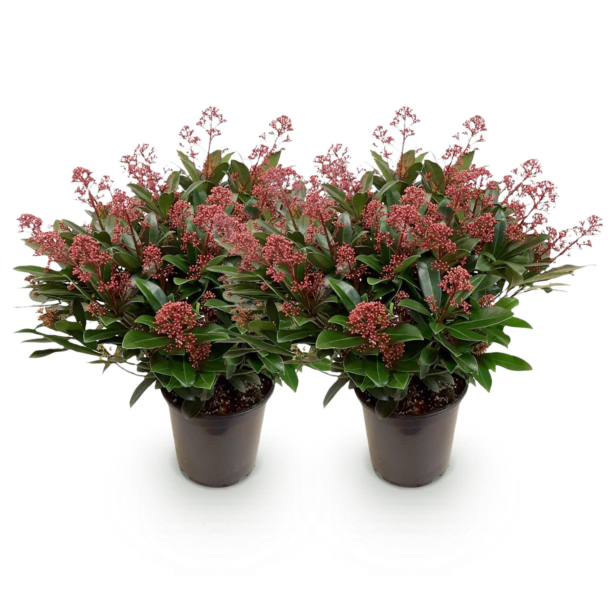 Green boutiQ - Terrasplant - Skimmia japonica Rubella - Bloem Rood - 40+ Bloemen - 2 Plant - Winterhard - Pot 19cm Hoogte 60cm