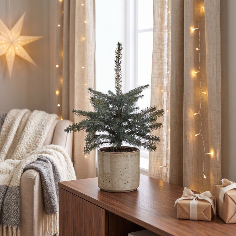 Set van 2 – Pot Ø23 cm · 60 cm hoog · Blauwe spar kerstboom (foto 3)
