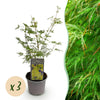 Green boutiQ - Tuinplant - Acer palmatum Emerald Lace - Groen - 3 Planten - Bladverliezend - Weinig Onderhoud - Pot 12cm Hoogte 35cm