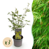 Green boutiQ - Tuinplant - Acer palmatum Emerald Lace - Groen - 3 Planten - Bladverliezend - Weinig Onderhoud - Pot 12cm Hoogte 35cm