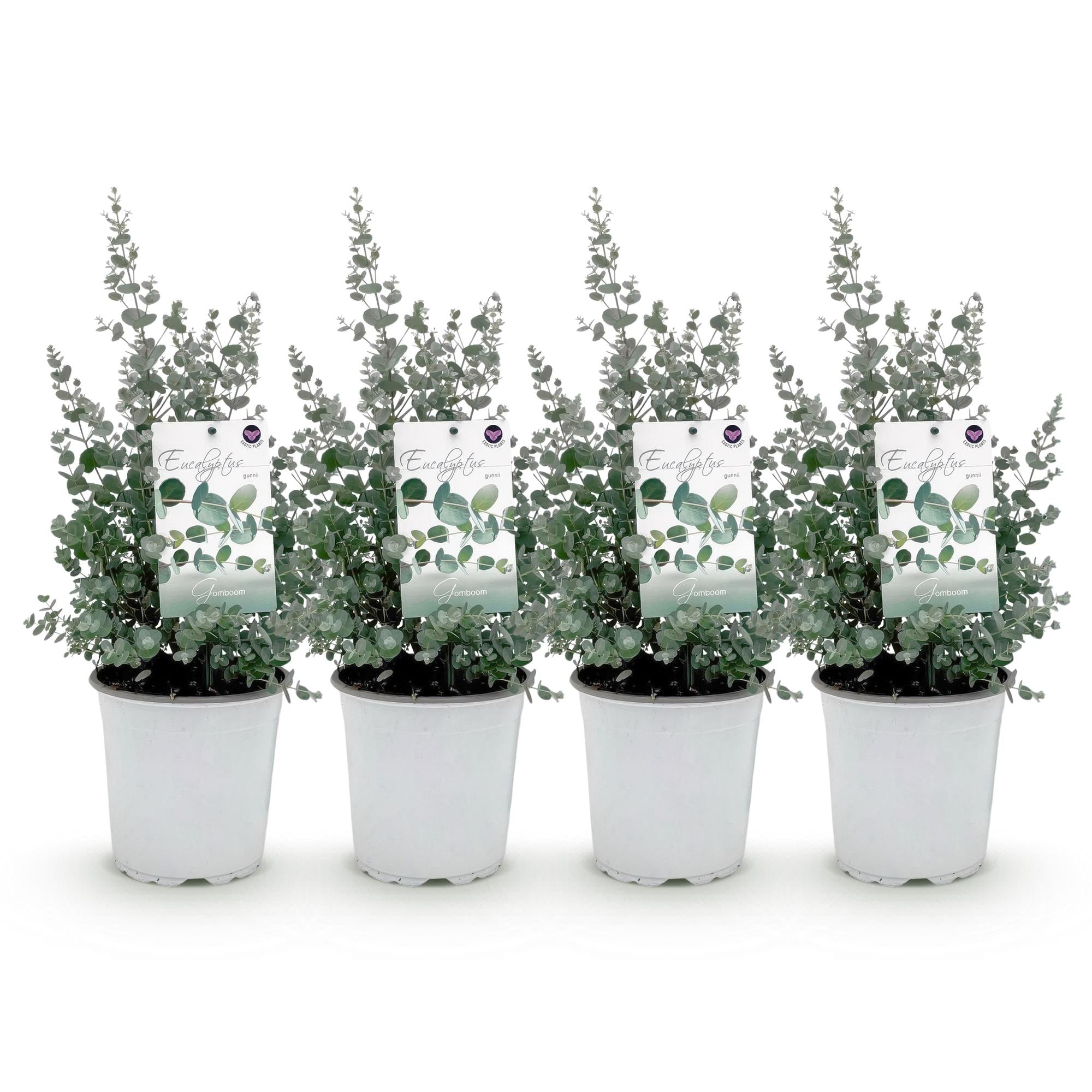 Green boutiQ - Terrasplant - Eucalyptus boom - Eucalyptus gunni- Grijs - 4 Planten - Winterhard - Pot 17cm Hoogte 40cm