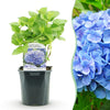 Green boutiQ - Hortensia - Hydrangea macrophylla Blue - Bloem Blauw - 1 Plant - Bladverliezend - Weinig Onderhoud - Pot 17cm Hoogte 30cm