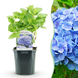 Green boutiQ - Hortensia - Hydrangea macrophylla Blue - Bloem Blauw - 1 Plant - Bladverliezend - Weinig Onderhoud - Pot 17cm Hoogte 30cm