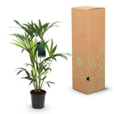 Green boutiQ - Kamerplant - Howea Forsteriana - Kentia Palm - Weinig Onderhoud - Groen - 1 Plant - met Potter Grijs - Pot 19cm - Hoogte 80-85cm