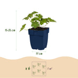 Green boutiQ - Vasteplant - Geranium 'Rozanne' - Ooievaarsbek - Bodembedekkend - Blauw - 1 Plant - Pot 11cm - Hoogte 15-25cm