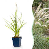 Green boutiQ - Grassen - Pennisetum or. Fairy Tales - Lampenpoetsergras - Met Pluim - Groen - 24 Planten - Pot 11cm - Hoogte 15-25cm