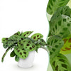 Green boutiQ - Kamerplant - Maranta Fascinator Kerchoveana - Zebraplant - Huisdiervriendelijke Plant - Groen - 1 Plant - met Potter Wit - Pot 12cm - Hoogte 25cm
