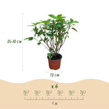 Green boutiQ - Tuinplant - Hydrangea panniculata Limelight - Pluimhortensia - Winterhard - Lime Groen - 3 Planten - Pot 12cm - Hoogte Hoogte 20-30cm