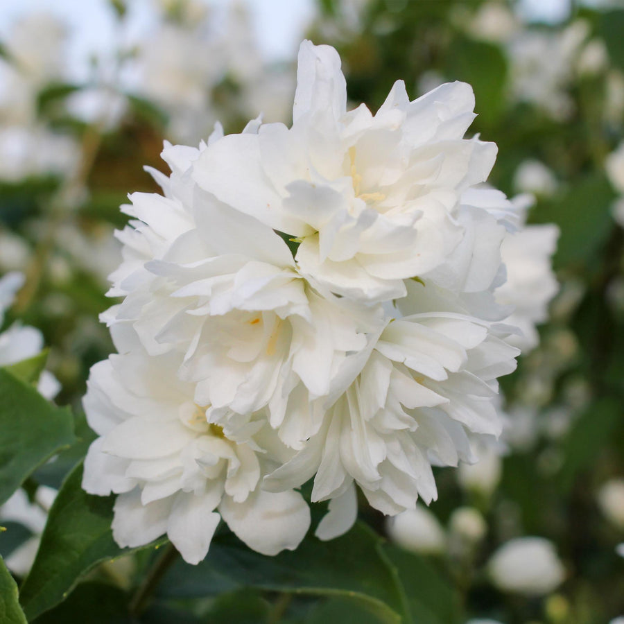Philadelphus Snowbelle – 45 cm hoog (foto 4)