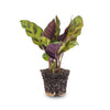 Calathea Lancifolia - Pauwenplant - Terrarium plant - Potmaat 6
