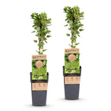 Green boutiQ - Fruitplant - Ribes uva-crispa Hinnonmäki Grün - Kruisbes - Winterhard - Groene Bes - 2 Planten - Pot 15cm - Hoogte 50cm