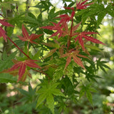 Green boutiQ - Tuinplant - Acer palmatum Phoenix - Japanse Esdoorn - Bladverliezend - Groen - Rood - 1 - Pot 26cm - Hoogte 90cm
