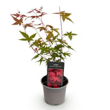 Green boutiQ - Tuinplant - Acer palmatum Beni-maiko - Rood - 1 Plant - Bladverliezend - Weinig Onderhoud - Pot 12cm Hoogte 35cm