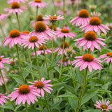 Green boutiQ - Vasteplant - Echinacea purp. Magnus - Zonnehoed - Bijen- en vlinderlokkers - Roze - 24 Planten - Pot 11cm - Hoogte 15-25cm