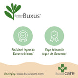 Green boutiQ - Buxus Haag - BetterBuxus Babylon Beauty - Resistant tegen de Buxus schimmel - 8 planten - 1 strekkende meter - pot 9cm hoogte 20-25
