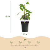 Green boutiQ - Fruitplant - Kiwi - Actinidia arguta Issai - Groene Vrucht - 2 planten -Pot 11cm Hoogte 40cm