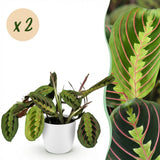 Green boutiQ - Kamerplant - Maranta Fascinator Tricolour - Gebedsplant - Huisdiervriendelijke Plant - Groen - 2 Planten - met Potter Wit - Pot 12cm - Hoogte 25cm