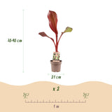 Green boutiQ - Fruitplant - Musa ensete Maurelli - Bananenboom - Winterhard - Rood-Groen - 1 Planten - Pot 21cm - Hoogte 90cm