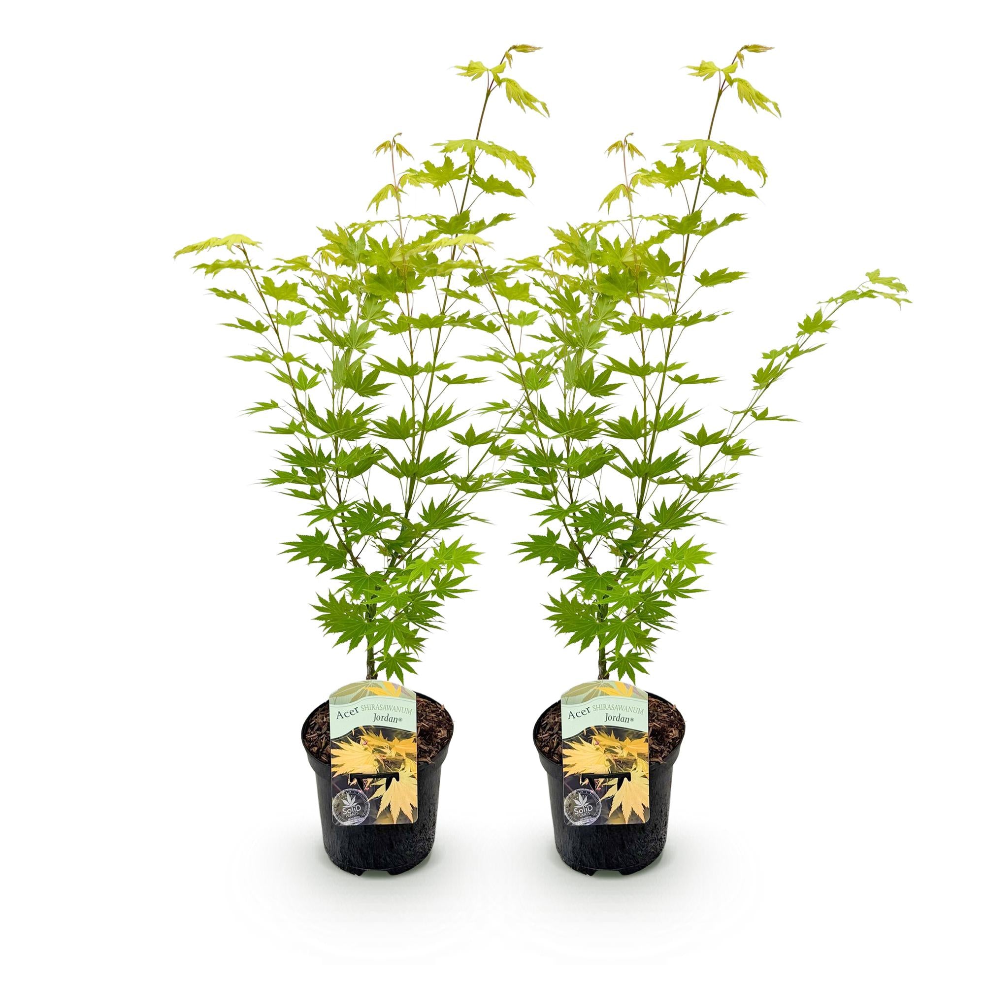 Green boutiQ - Terrasplant - Japanse Esdoorn - Acer palmatum Jordan - Geel - 2 Planten - Bladverliezend - Pot 19cm Hoogte 70cm