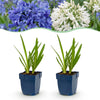 Green boutiQ - Vasteplant - Agapanthus Duo - Afrikaanse Lelie - Bijen en Vlinderlokkers - Blauw - Wit - 24 Planten - Pot 11cm - Hoogte 15-25cm