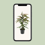 Ficus Binnendijkii Amstel King - Ø17cm - ↕70cm