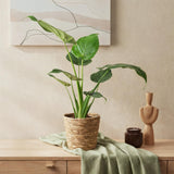 Green BoutiQ - Green is... Kamerplanten - Alocasia Cucullata - Boeddha,s hand - Weinig onderhoud - Groen - 1 Plant - Pot 17cm - Hoogte 60-65cm