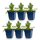 Green boutiQ - Vasteplant - Scabiosa Duo - Duifkruid - Bijen en Vlinderlokkers - Paars - Roze - 6 Planten - Pot 11cm - Hoogte 15-25cm