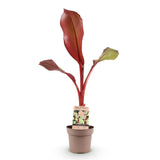 Green boutiQ - Fruitplant - Musa ensete Maurelli - Bananenboom - Winterhard - Rood-Groen - 1 Planten - Pot 21cm - Hoogte 90cm