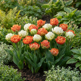 48x Tulipa Candle Light - Tulp Candle Light - Diversen - Voorjaarsbloeier - Bolmaat 11/12