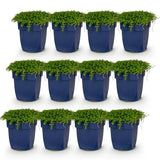 Green boutiQ - Vasteplant - Isotoma fluviatilis - Sterrenbloem - Rotsplanten - Licht Blauw - 12 Planten - Pot 11cm - Hoogte 15-25cm