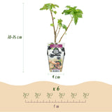 Green boutiQ - Fruitplanten - Zwarte Bes - Ribes nigrum Titania - Winterhard - 3 Planten - Pot 9 cm - Zwarte Bes