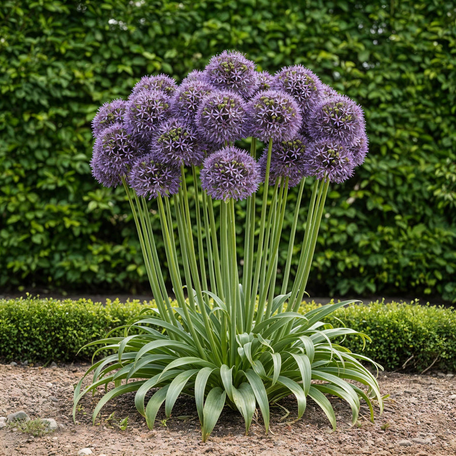 Alliumbollen Gladiator — paars, 5 stuks (bolmaat 16/18)