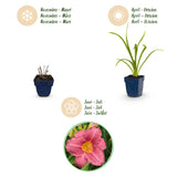 Green boutiQ - Vasteplant - Hemerocallis Summer Wine - Daglelie - Bijen en Vlinderlokkers - Paars - 3 Planten - Pot 11cm - Hoogte 15-25cm