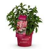 Green boutiQ - Tuinplant - Hydrangea panniculata Groundbreaker Ruby - Pluimhortensia - Winterhard - Rood - 1 Plant - Pot 14cm - Hoogte 20-25cm