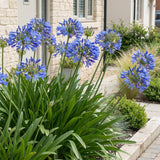 Green boutiQ - Vasteplant - Agapanthus africanus - Afrikaanse Lelie - Bijen en Vlinderlokkers - Blauw - 24 Planten - Pot 11cm - Hoogte 15-25cm