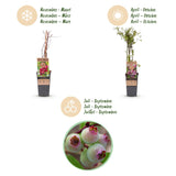 Green boutiQ - Fruitplant - Vaccinium cor. Pink Lemonade - Roze Bosbes - Winterhard - Roze Bes - 2 Planten - Pot 15cm - Hoogte 50cm